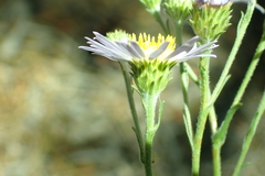 Erigeron breweri