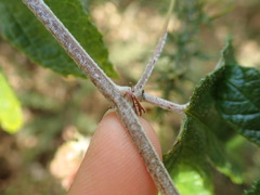 Passiflora pinnatistipula
