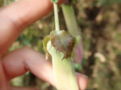 Passiflora pinnatistipula