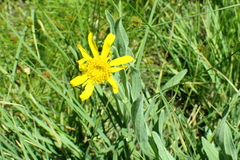 Arnica chamissonis