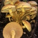 Gymnopilus subspectabilis - Photo (c) Keara R. Giannotti, some rights reserved (CC BY-NC), uploaded by Keara R. Giannotti