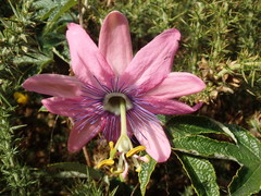 Passiflora pinnatistipula
