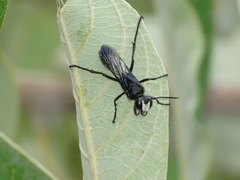 Sphex fumicatus