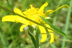 Arnica chamissonis