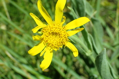 Arnica chamissonis
