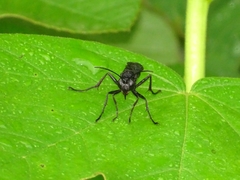 Sphex fumicatus