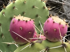 Opuntia × demissa