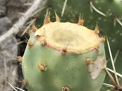 Opuntia × demissa