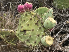 Opuntia × demissa