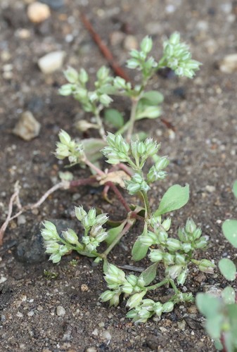 photo of Fourleaf Manyseed (Polycarpon tetraphyllum)