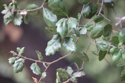 photo of Coast Live Oak (Quercus agrifolia)