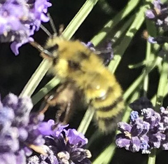 Bombus vandykei