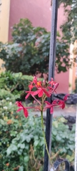 Epidendrum × obrienianum