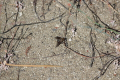 Chrysanthrax vanus