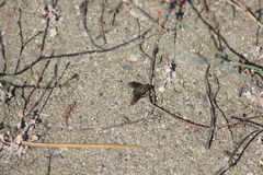 Chrysanthrax vanus