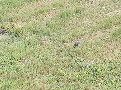 Pipilo erythrophthalmus