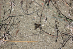Chrysanthrax vanus
