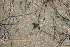 Chrysanthrax vanus