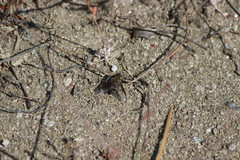 Chrysanthrax vanus