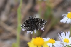 Hesperopsis alpheus