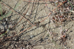 Chrysanthrax vanus