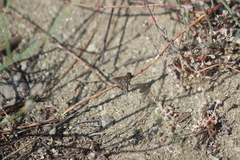 Chrysanthrax vanus