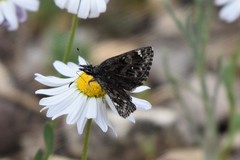 Hesperopsis alpheus