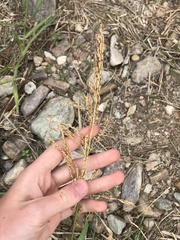 Sorghinae