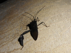 Leptoglossus ingens