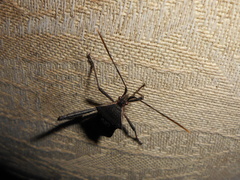 Leptoglossus ingens