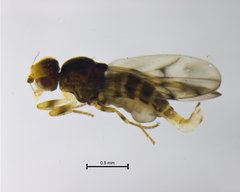 Tricimba tinctipennis