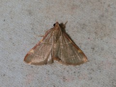 Hypsopygia binodulalis