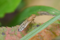 Opomyza florum