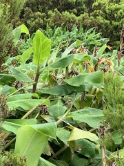 Regulus regulus azoricus