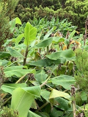 Regulus regulus azoricus