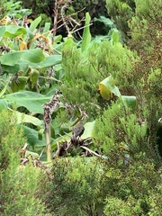 Regulus regulus azoricus