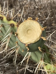 Opuntia × demissa