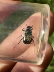 Trichiotinus viridans