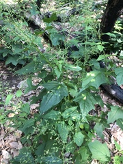 Chenopodiastrum simplex