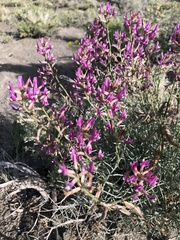 Astragalus casei