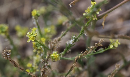 photo of Shortpod Mustard (Hirschfeldia incana)