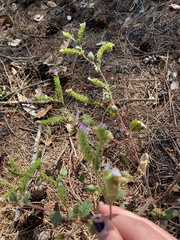 Phacelia suaveolens