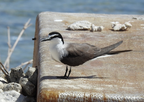 Bridled Tern