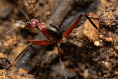 Leptomyrmex tibialis