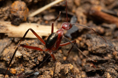 Leptomyrmex tibialis