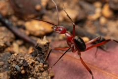 Leptomyrmex tibialis