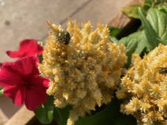 Lucilia sericata