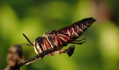 Coelioxys slossoni slossoni