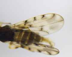 Tricimba tinctipennis