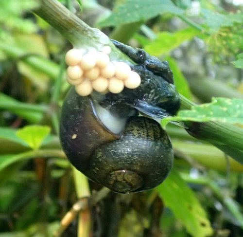 Florida Apple Snail